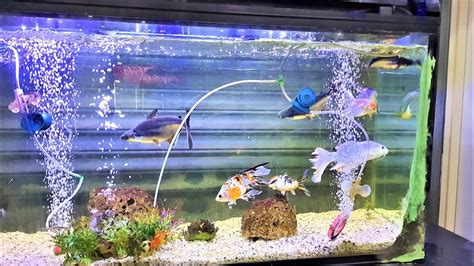 fish aquarium youtube|beautiful fish aquarium videos.